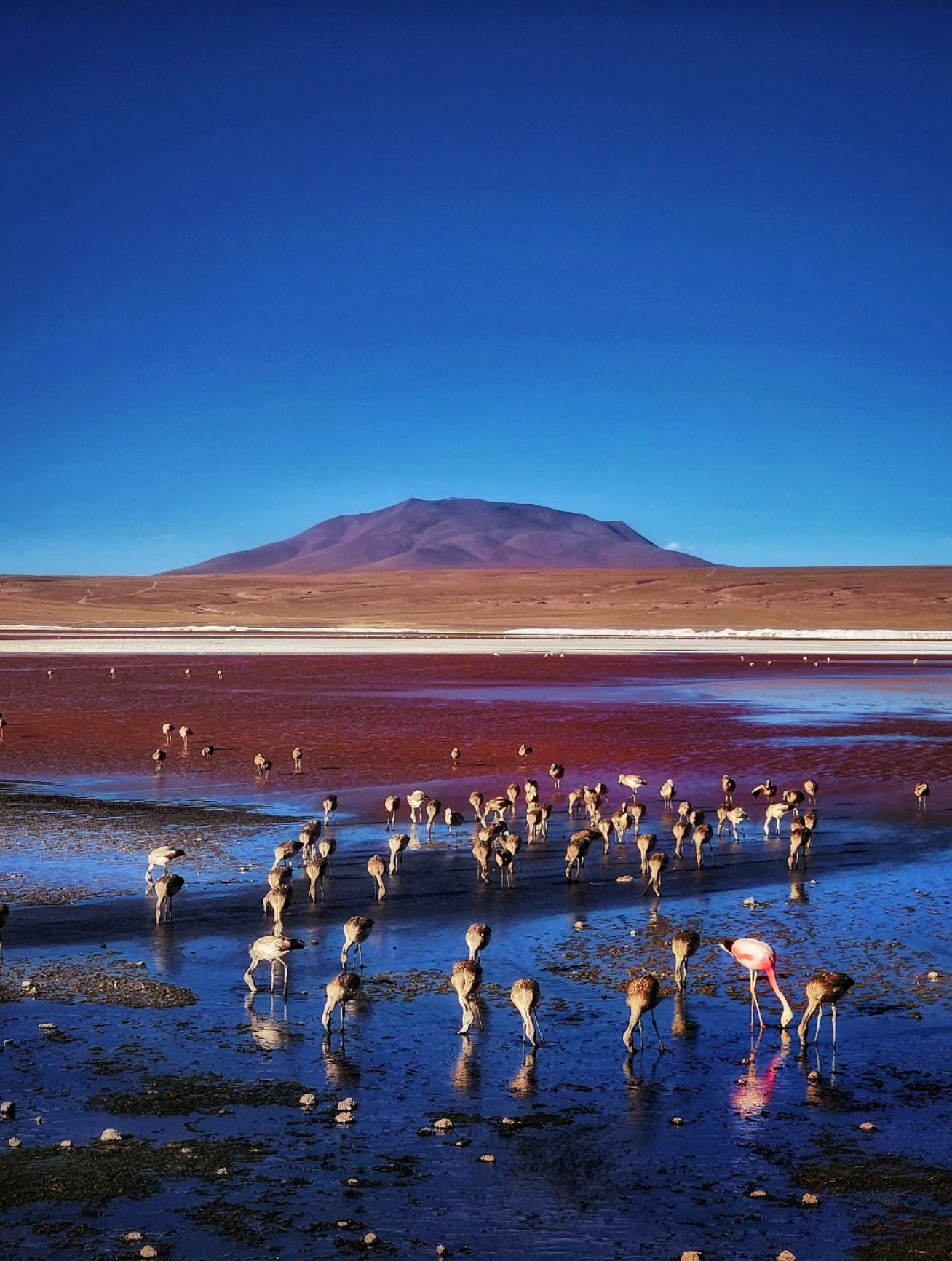 Flamingos at Laguna Colorada, Bolivia