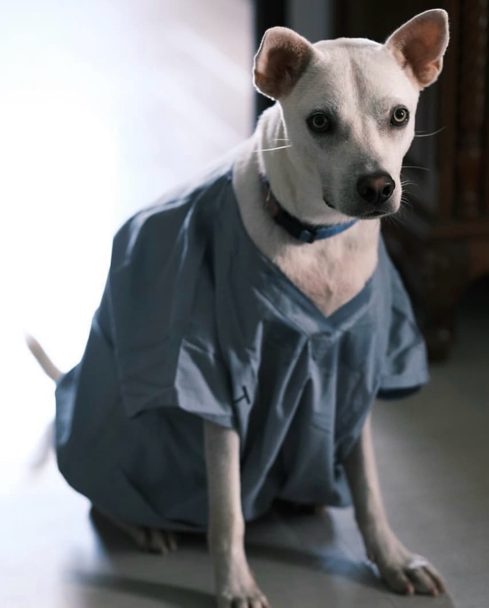 Loki in surgical scrubs