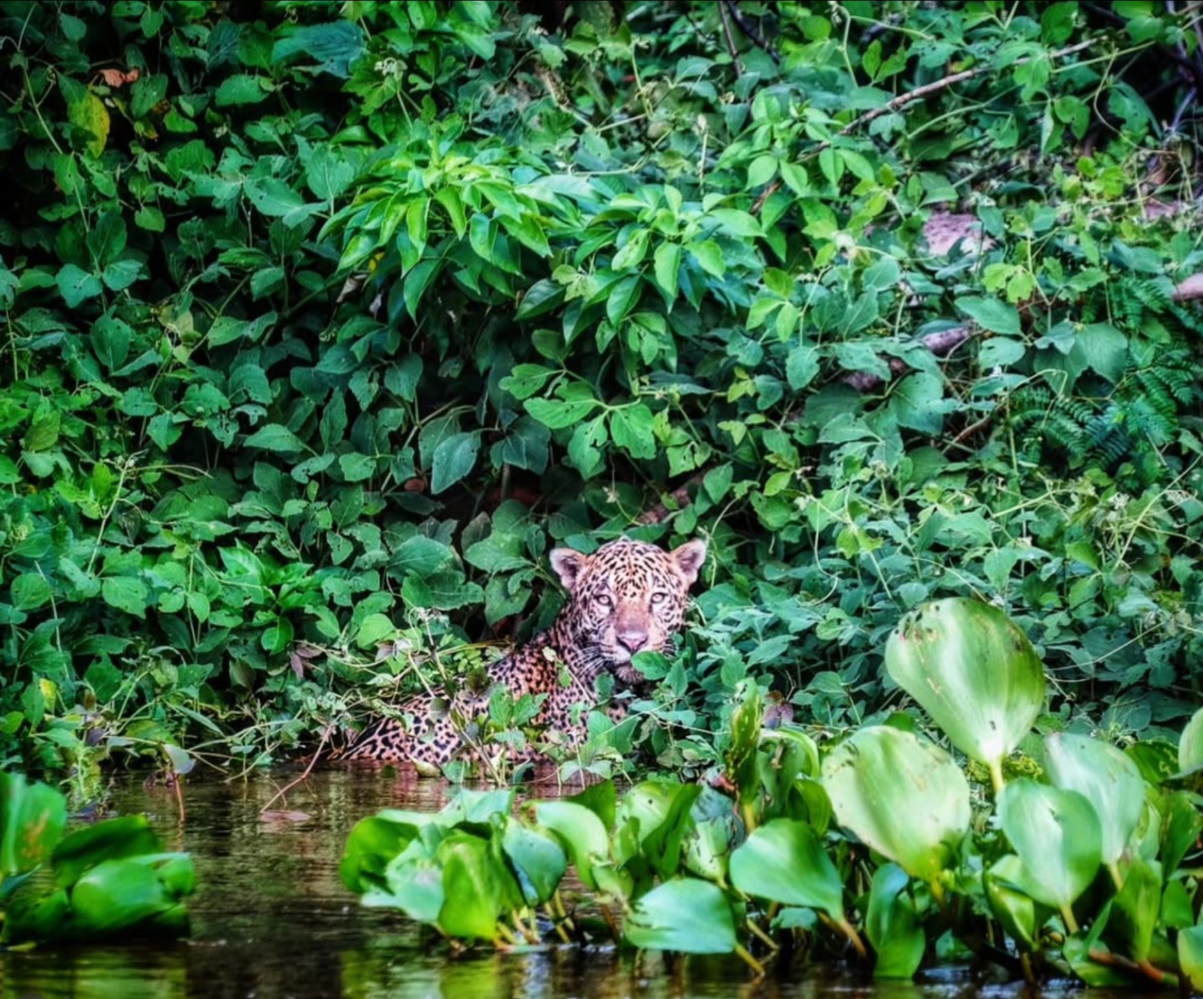 Jaguar in the Pantanal, Brazil