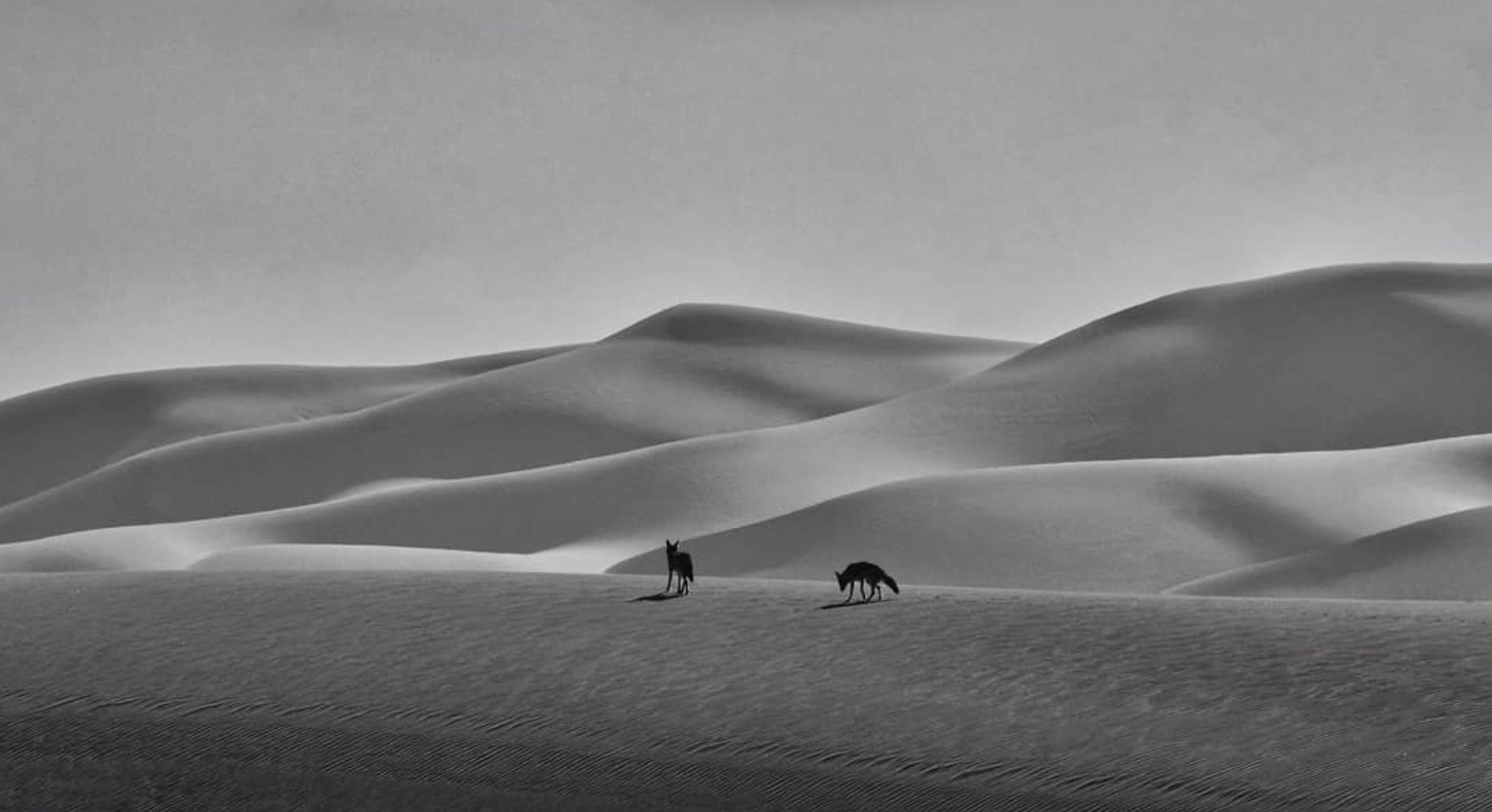 Jackals in Sandwich Harbour, Namibia